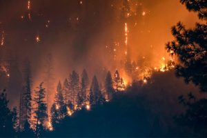 Himachal Fire: आग से धधक रहे हिमाचल, अब तक सामने आए 232 मामले, लाखों का हुआ नुकसान