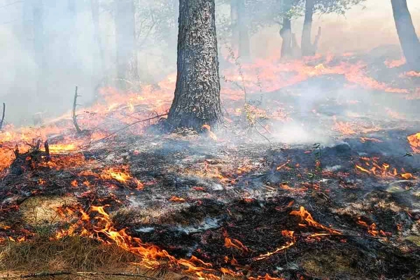 हिमाचल में तापमान बढ़ने के साथ जंगलों में बढ़ी आग की घटनाएं, वन कर्मियों की छुट्टियां की रद्द
