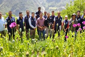 Himachal: कुल्लू में नशा माफिया के खिलाफ बड़ी कार्रवाई, STF ने पोस्त के 4.32 लाख पौधे किए नष्ट
