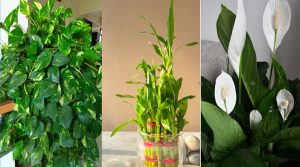 कुबेर का वरदान माने जाते हैं ये 5 पौधे, घर में लाते हैं धन और पॉजिटिव एनर्जी