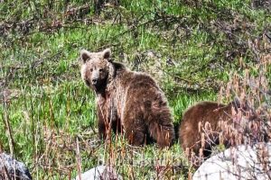 Rare Himalayan brown bear