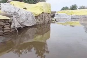 Haryana News : तूफान और बारिश से भीगा किसान का ‘पीला सोना’