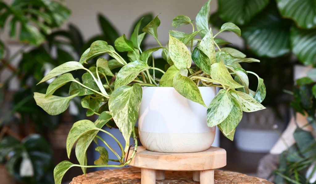 Money Plant Vastu Tips