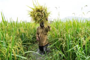 जलवायु परिवर्तन के अनुकूल खेती को बढ़ावा देने पर सरकार का जोर, टिकाऊ कृषि पर फोकस
