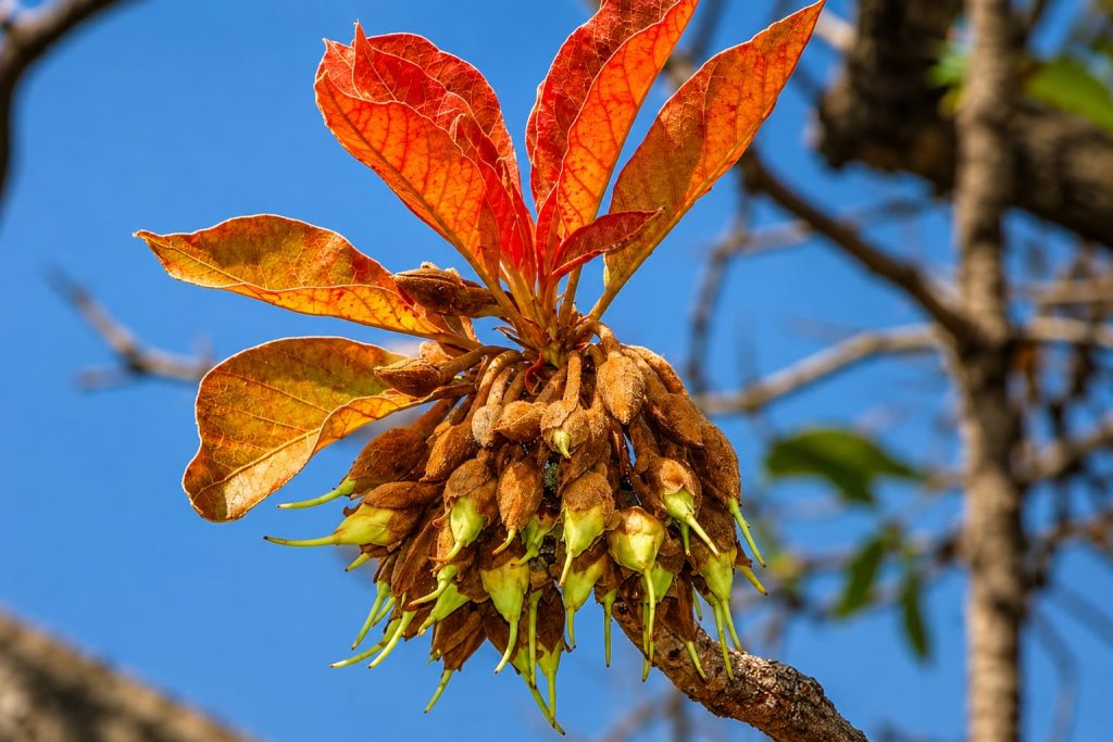 Medicinal benefits of Mahua