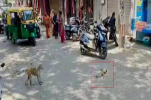 monkey-dies-electrocution-long-traffic-jam