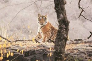 kalesar-national-park-wildlife-inspector-suspended