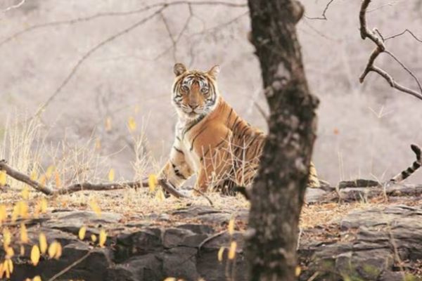 कलेसर नेशनल पार्क से 3253 खैर के पेड़ काटने पर वाइल्डलाइफ इंस्पेक्टर सस्पेंड