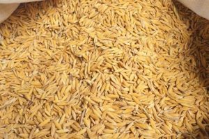 investigation-reveals-10-19-crore-scam-rice-mill-karnal