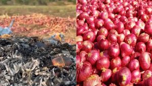महाराष्ट्र: धाराशिव में मात्र 1 रुपये किलो प्याज का भाव मिलने पर किसान ने 600 बोरियों में लगा दी आग