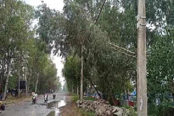 Haryana News : बारिश का आम की फसल पर कहर, गेहूं भी भीगा