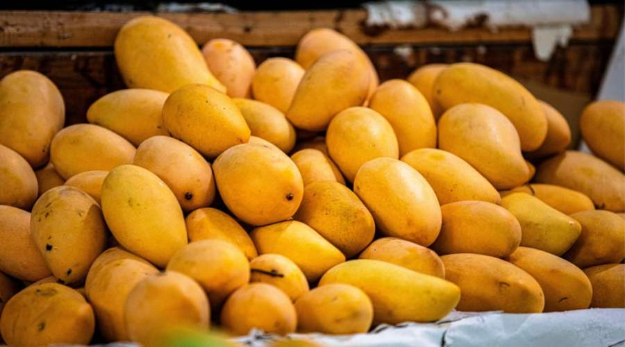 Indian Mango Ban: जापान के बाद नेपाल में भारतीय आमों पर प्रतिबंध, जानें क्या है वजह
