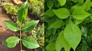 Panchmukhi Belpatra: पंचमुखी बेलपत्र का मिलना क्यों माना जाता है शुभ? जानिए इसका धार्मिक महत्व