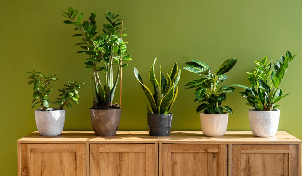 money magnet plant
