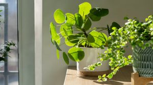 बेडरूम में Money Plant रखना सही या गलत? वास्तु की 3 गलतियां करा सकती हैं धन हानि