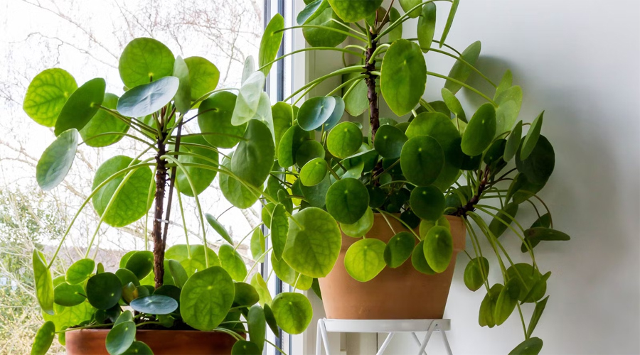 Money Plant Vastu Tips