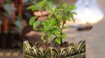 Tulsi Plant Vastu Tips