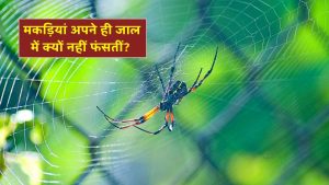 आखिर मकड़ियां अपने ही जाल में क्यों नहीं फंसतीं? जानिए इसके पीछे का दिलचस्प कारण