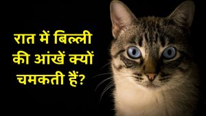 आखिर रात में बिल्ली की आंखें क्यों चमकती हैं? जानिए वजह