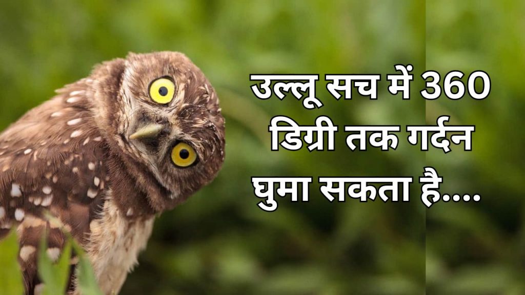 Why owl can rotate its neck