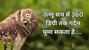 आखिर उल्लू अपनी गर्दन 270 डिग्री तक कैसे घुमा लेता है? जानिए वजह