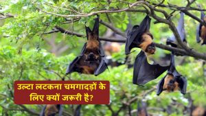 आखिर चमगादड़ उल्टा लटककर ही क्यों सोते हैं? जानिए वजह