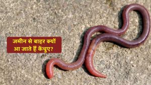 आखिर बारिश के बाद सबसे पहले केंचुए बाहर क्यों निकलते हैं? जानिए वजह