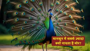 बारिश से पहले ही नाचना क्यों शुरू कर देता है मोर? जानिए असली वजह
