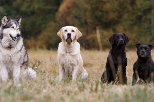 Remove term: Strictness on dog bite cases Strictness on dog bite cases