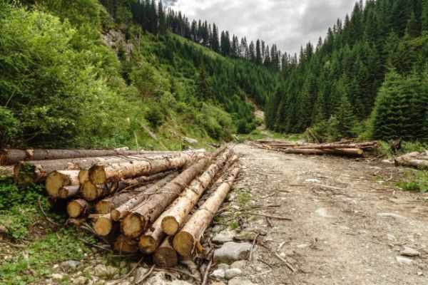 सिकुड़ते जंगल, बढ़ता भय — कौन चुकाएगा विकास की कीमत?