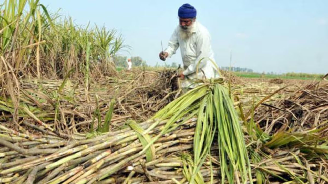 पंजाब सरकार ने रचा इतिहास: गन्ना किसानों का पूरा बकाया साफ