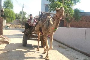 महंगाई की धुन पर बजने लगीं ऊंटों की घंटियां, जानें क्या है कारण