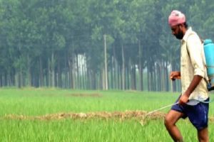 pesticides-turn-poison-535-farmers-die-189-samples-fail