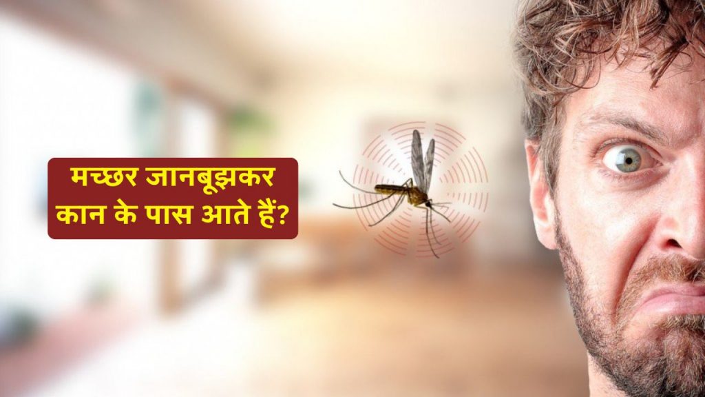 Why mosquitoes buzz near ears