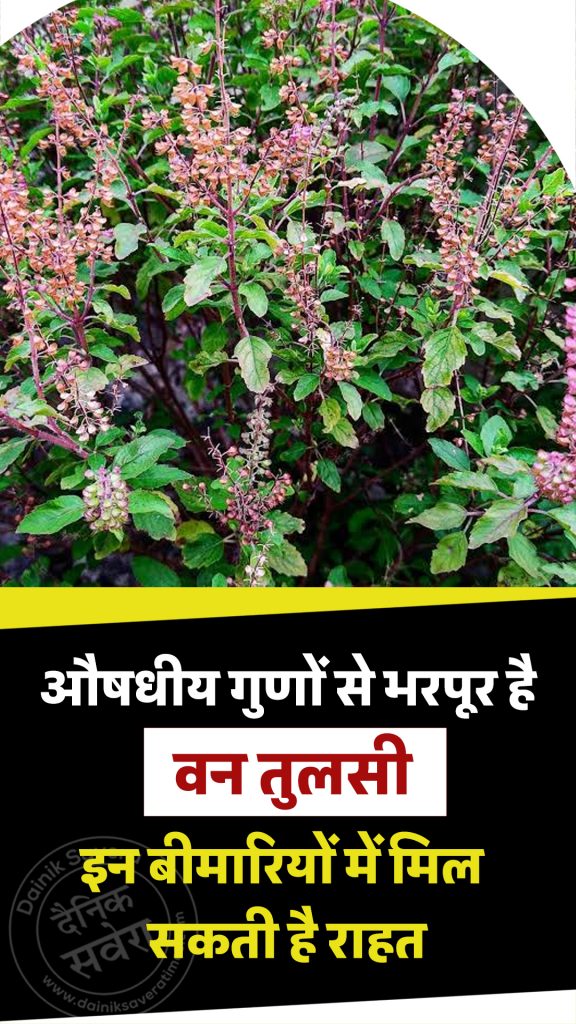 Wild Tulsi is rich in medicinal properties