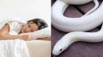 Dream Meaning White Serpent