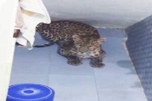 Solan Leopard