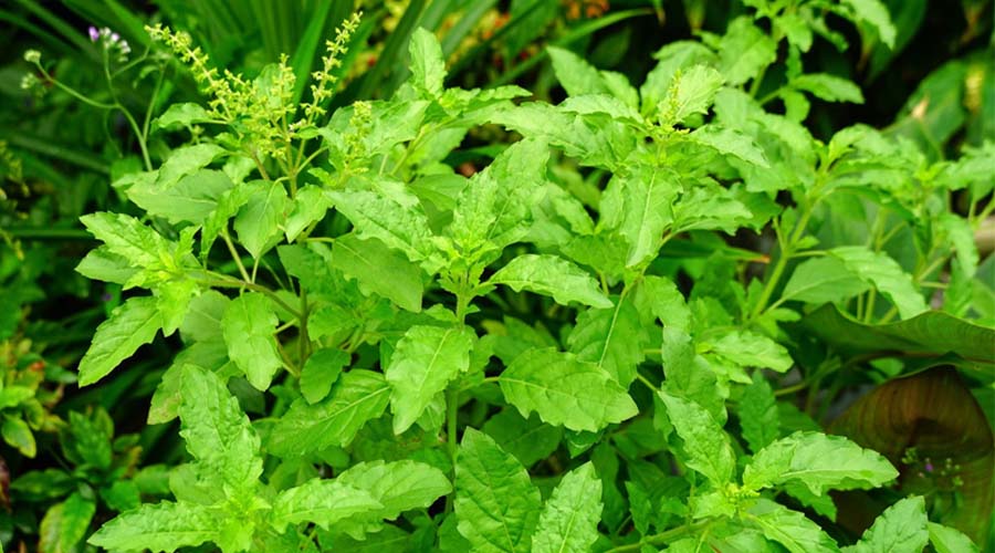 Tulsi Vastu Tips: तुलसी के पास भूलकर भी न लगाएं ये 6 पौधे, वास्तु के अनुसार बढ़ सकती हैं परेशानियां