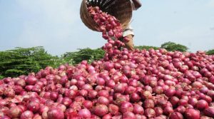 प्याज की खरीद कीमत में रिकॉर्ड 13% बढ़ोतरी, किसानों को मिलेगा बड़ा फायदा