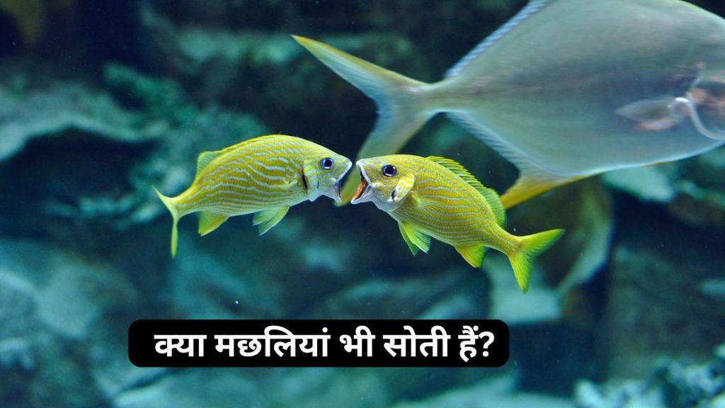 Do fish sleep