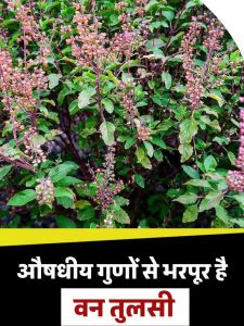 Wild Tulsi is rich in medicinal properties