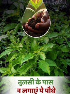Do not plant these plants near Tulsi.