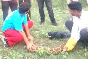 Python spotted swallows baby goat, then captured