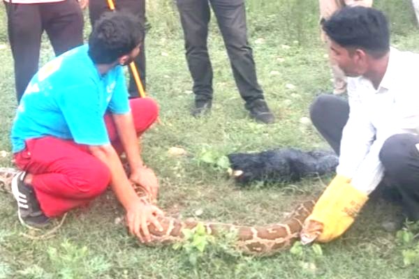 यमुनानगर में दिखा अजगर, निगला बकरी का बच्चा, फिर किया काबू
