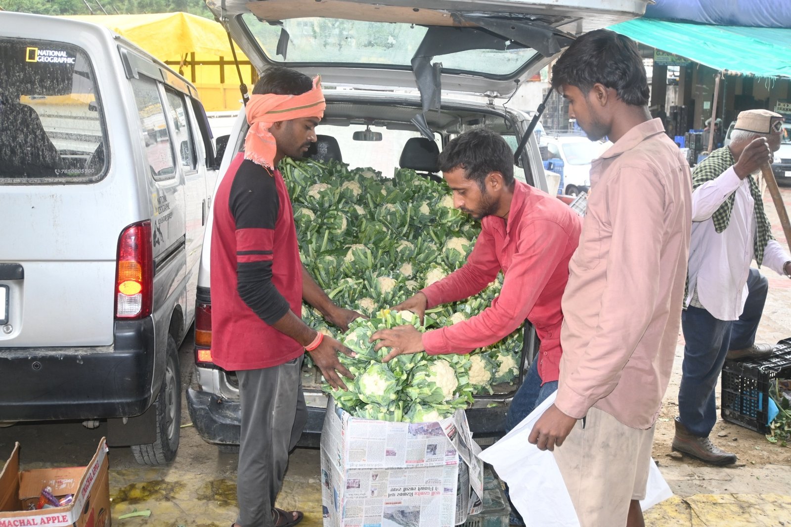 बेमौसमी फूलगोभी-बंदगोभी ने खोले कमाई के नए द्वार, कुल्लू के किसान हुए खुशहाल
