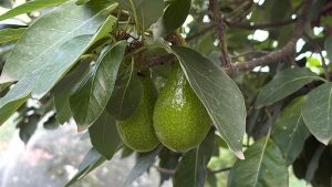 कुल्लू के युवा ने घर की छत पर तैयार की एवोकाडो की नर्सरी, सेब-प्लम के घटते उत्पादन के बीच दिखी नई उम्मीद