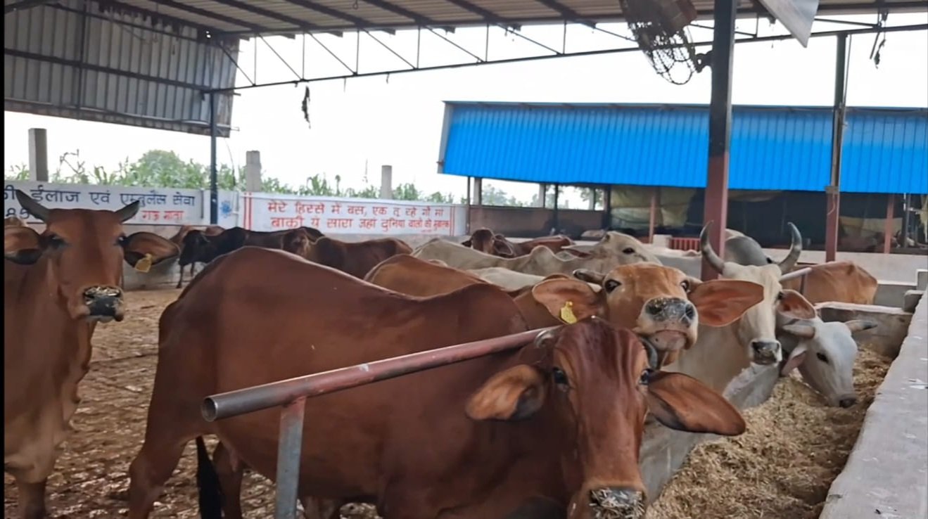 सेवा को बनाया जीवन का मिशन, 26 साल से मोगा की बेसहारा गायों की देखभाल कर रहे Manoj Arora