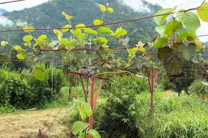 हिमाचल में कीवी बनेगा किसानों की आय बढ़ाने का नया विकल्प, सरकार दे रही 50% तक सब्सिडी
