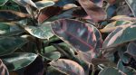 Rubber Plant