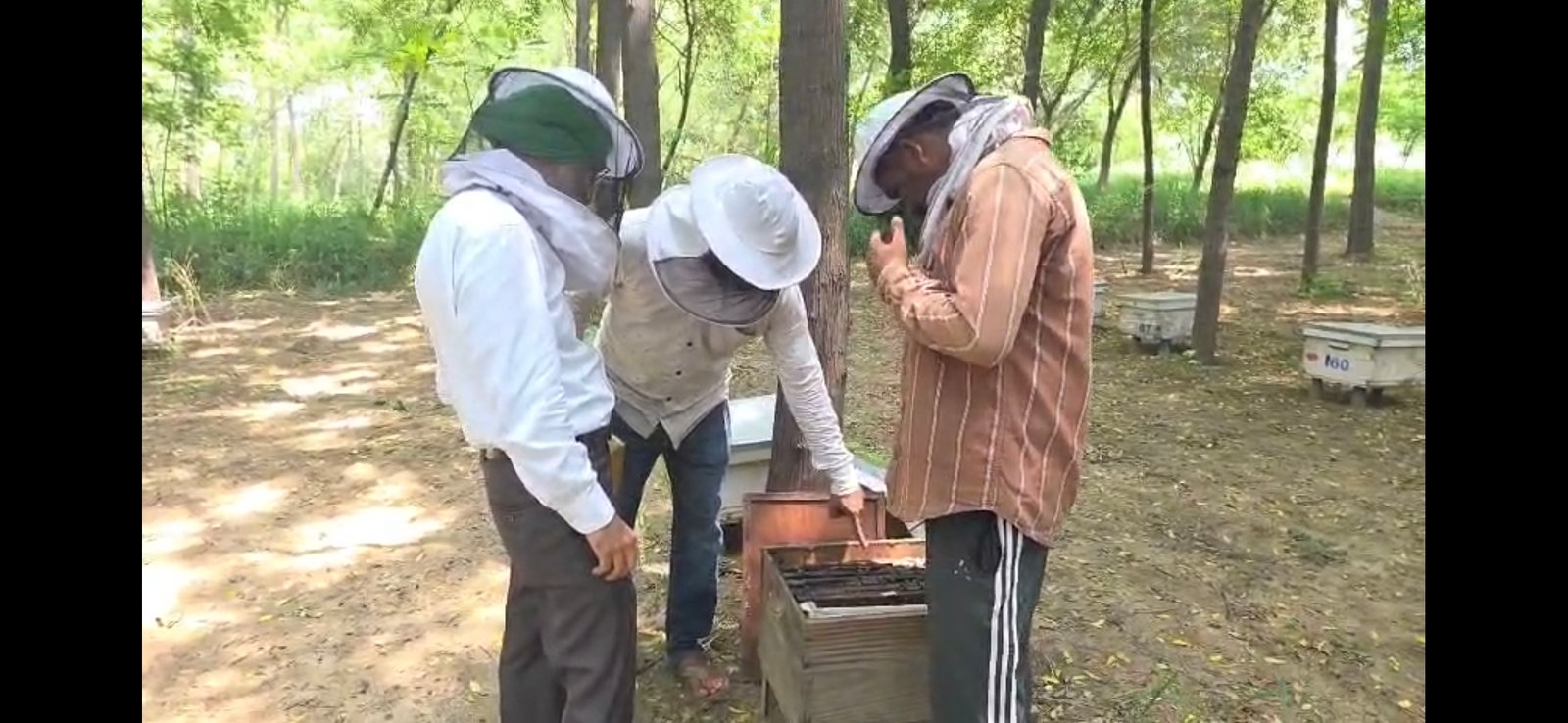 पंजाब में मधुमक्खियों के लिए नया खतरा, PAU के वैज्ञानिकों ने शहद के फार्मों में पाया स्मॉल हाइव बीटल का हमला